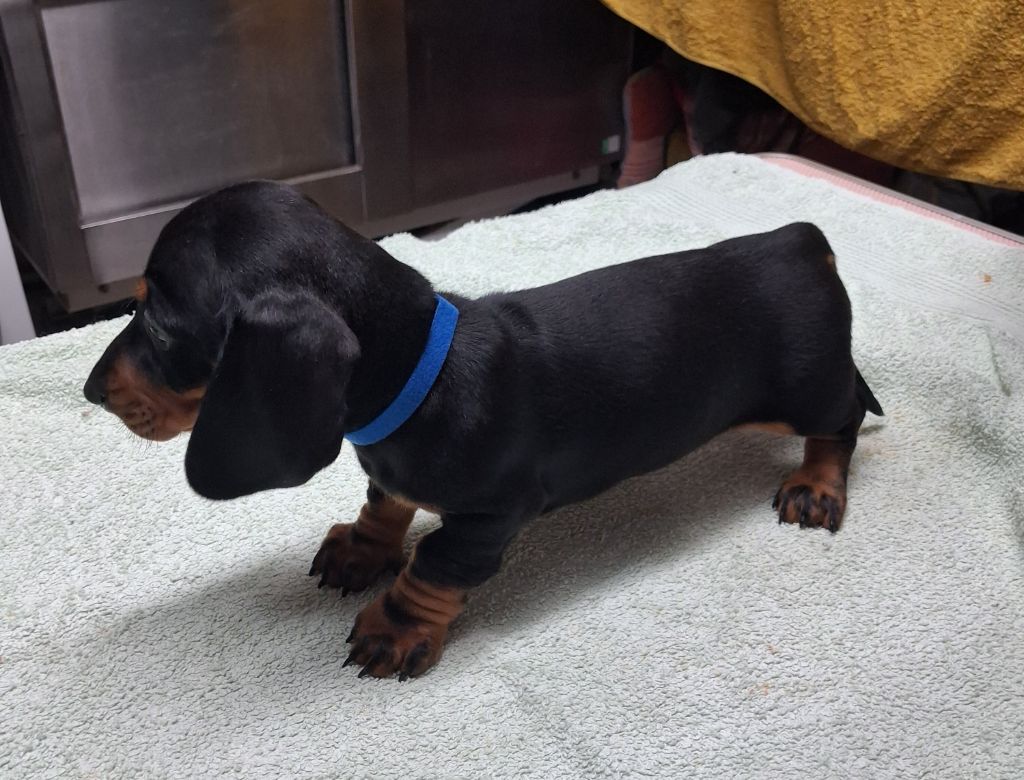 Of Tramuzat - Chiots disponibles - Teckel poil ras