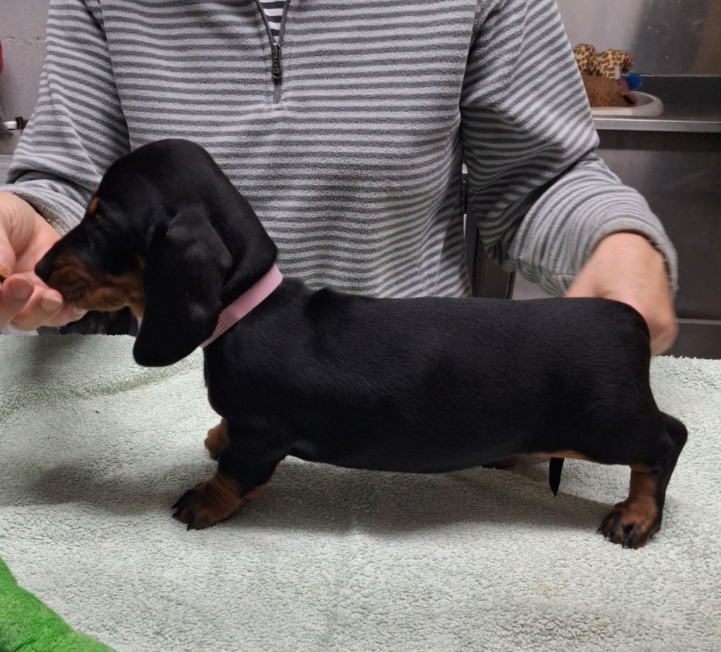 Of Tramuzat - Chiots disponibles - Teckel poil ras