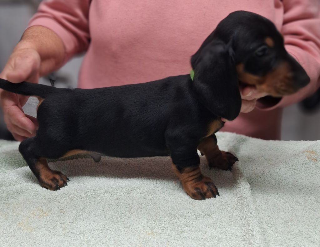 Of Tramuzat - Chiots disponibles - Teckel poil ras