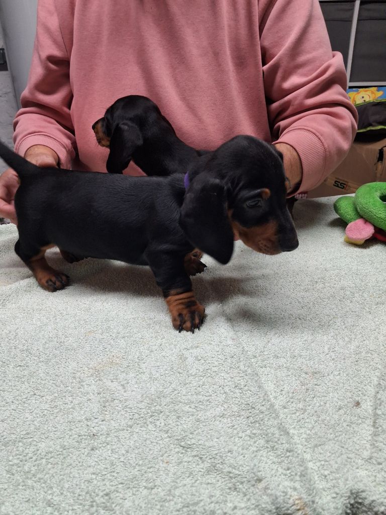 Of Tramuzat - Chiots disponibles - Teckel poil ras