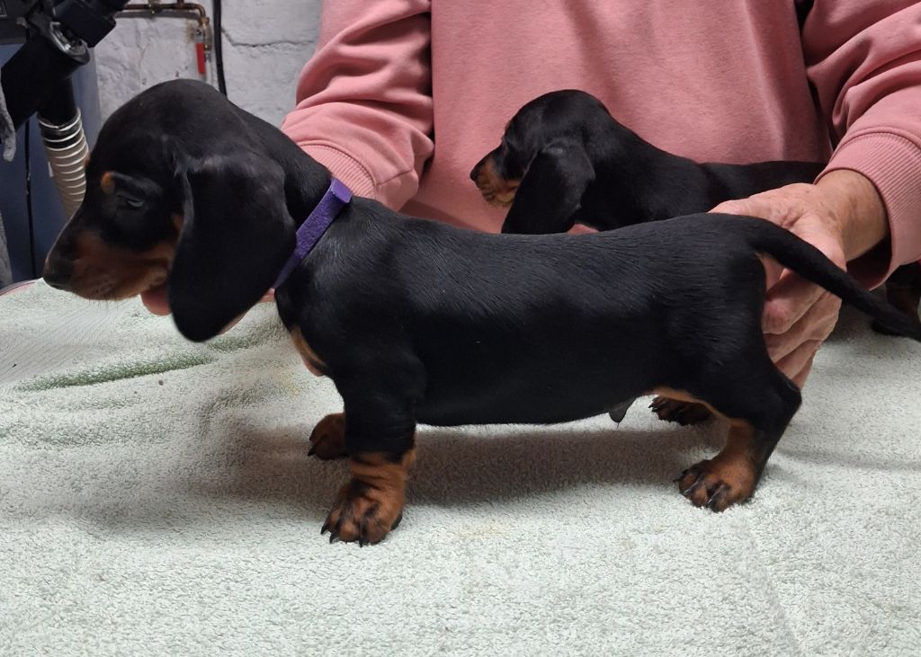 Of Tramuzat - Chiots disponibles - Teckel poil ras