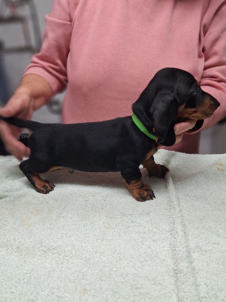 Of Tramuzat - Chiots disponibles - Teckel poil ras